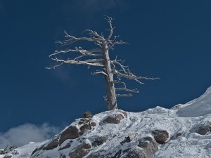 Dead Tree - One of the locals favorite ski runs at Squaw